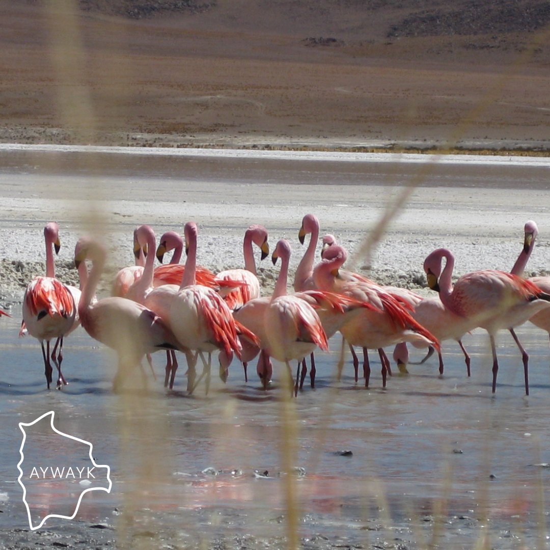 Uyuni Salt Flat and South Lipez 4 days