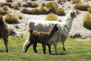 Two Alpacas, one adult and one baby, standing on a grassy patch at valle de las rocas