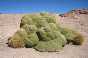 Large green cactus-like plant in a desert landscape with clear blue sky at South Lipez