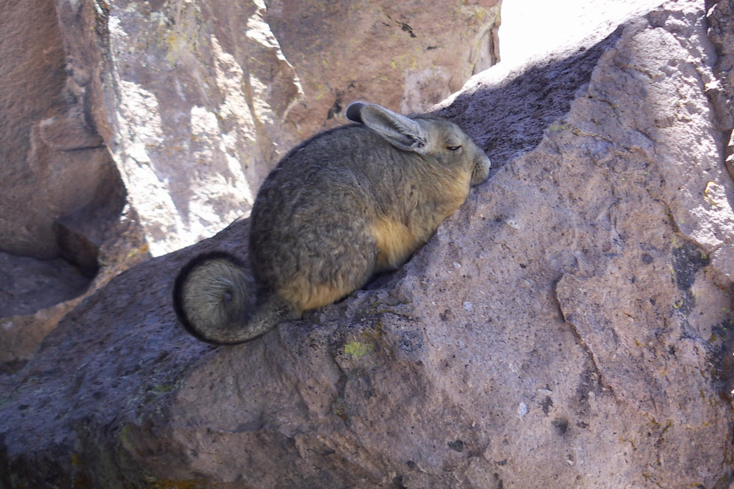 Viscacha resting on the rock in south Lipez