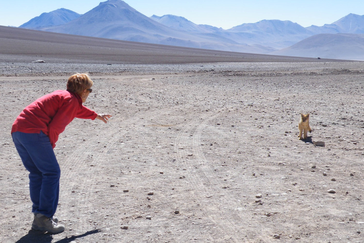 A tourist in the desert near an Andean fox.