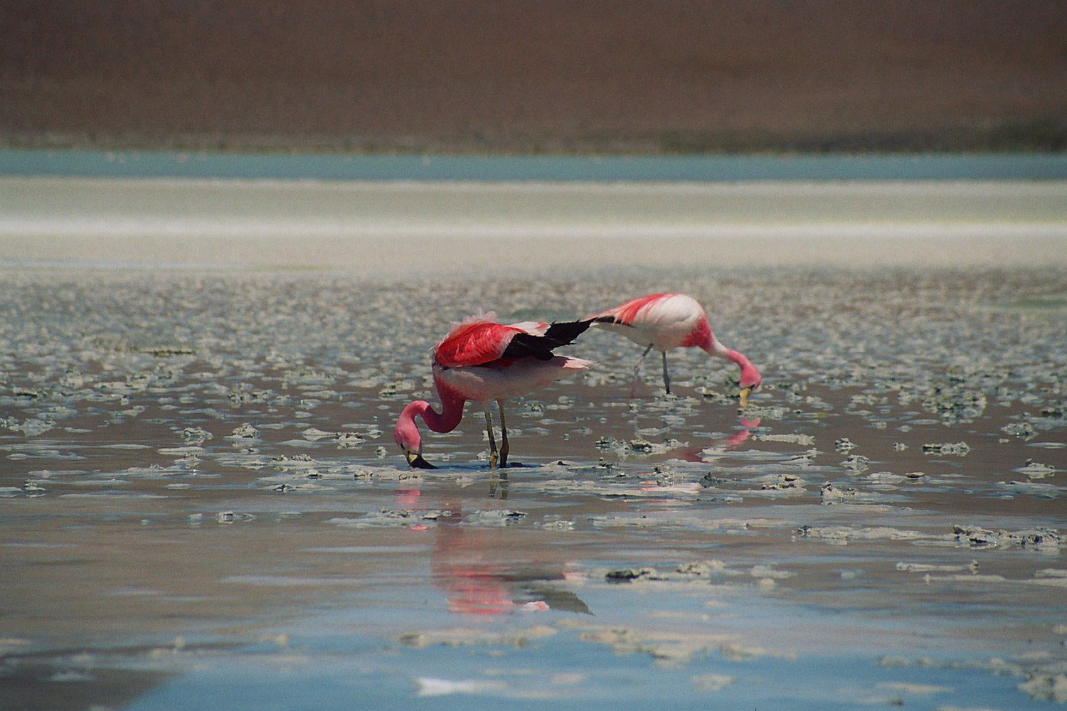 Two pink flamingos in a shallow water body with a blurred background.