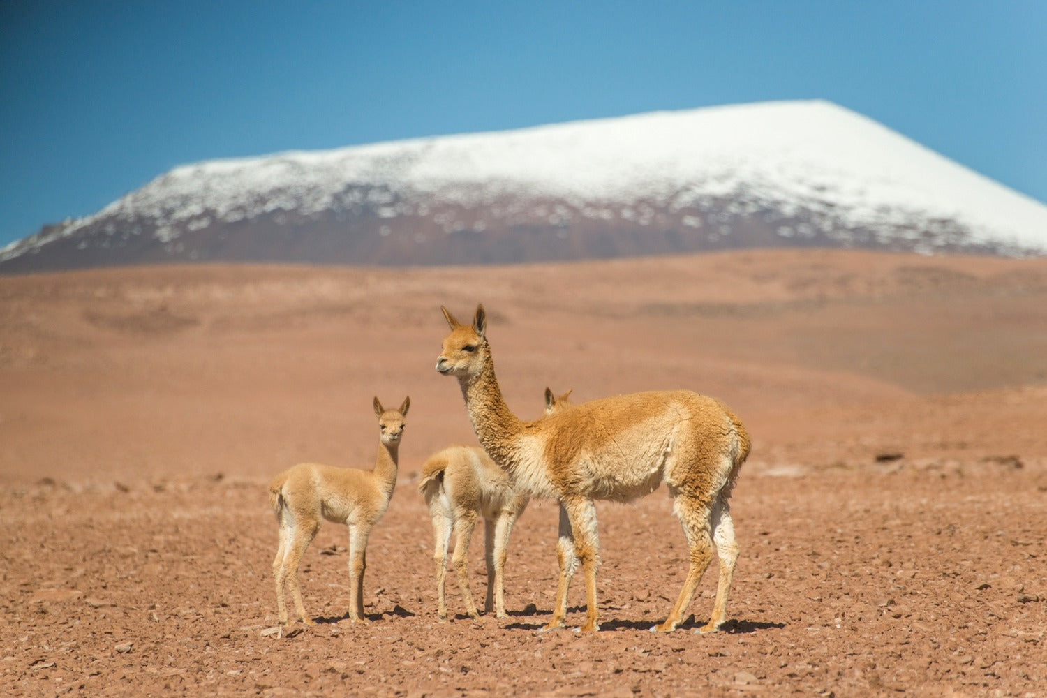 Three vicunas standing in a desert landscape with a snow-capped mountain in the background.