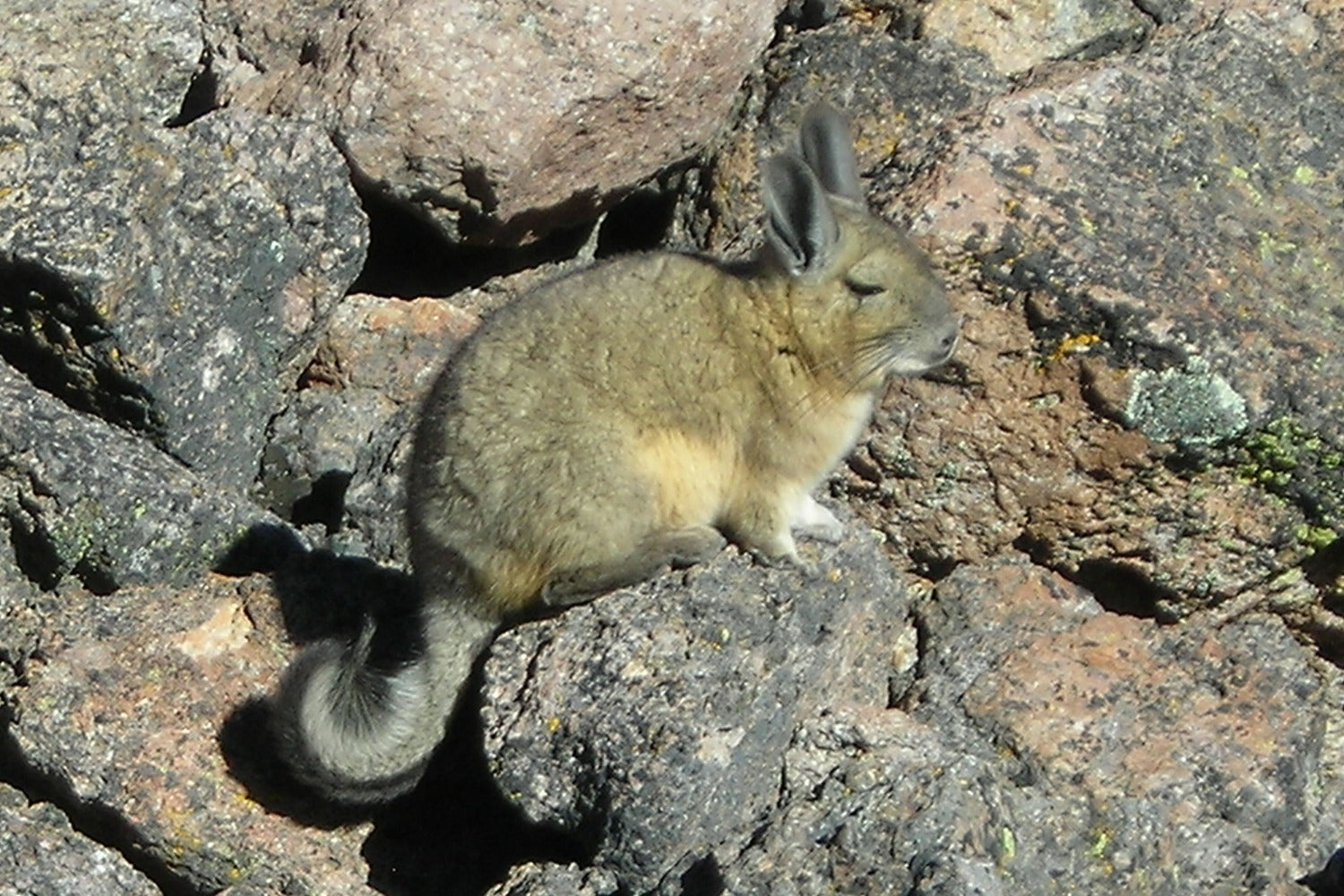 Small mammal with large ears and bushy tail on rocky terrain.