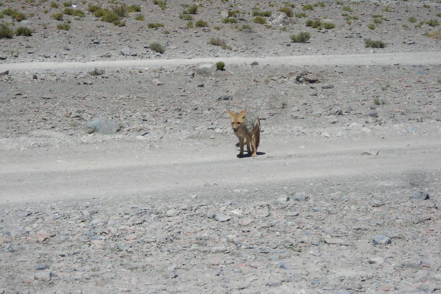 Fox standing on a barren landscape with sparse vegetation.