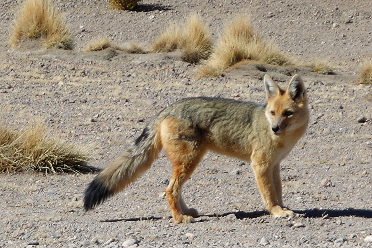 Fox standing on a sandy ground with sparse grass.