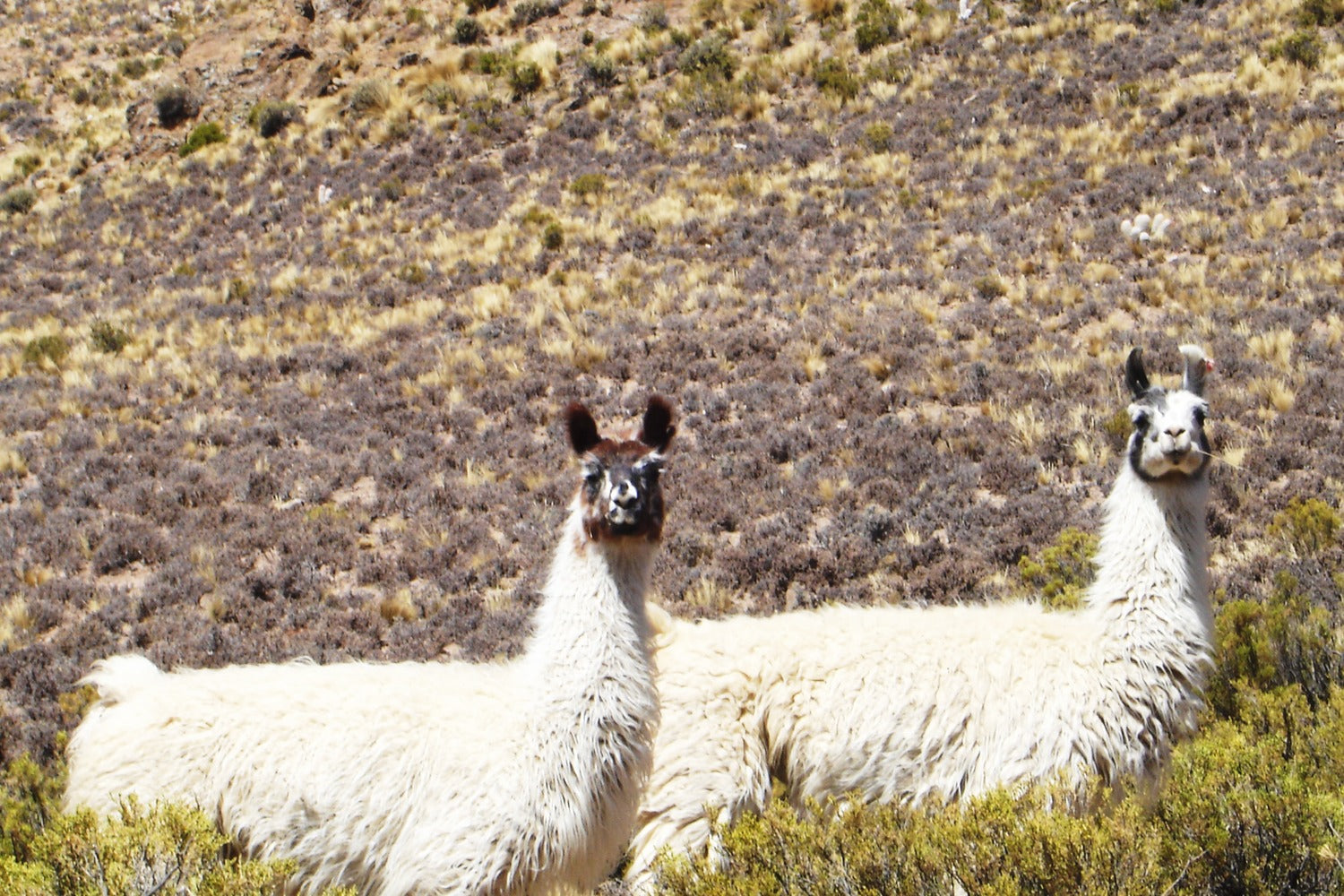 Andean llamas standing in the high-altitude landscapes of the Bolivian Altiplano, iconic symbols of traditional Andean culture and wildlife.