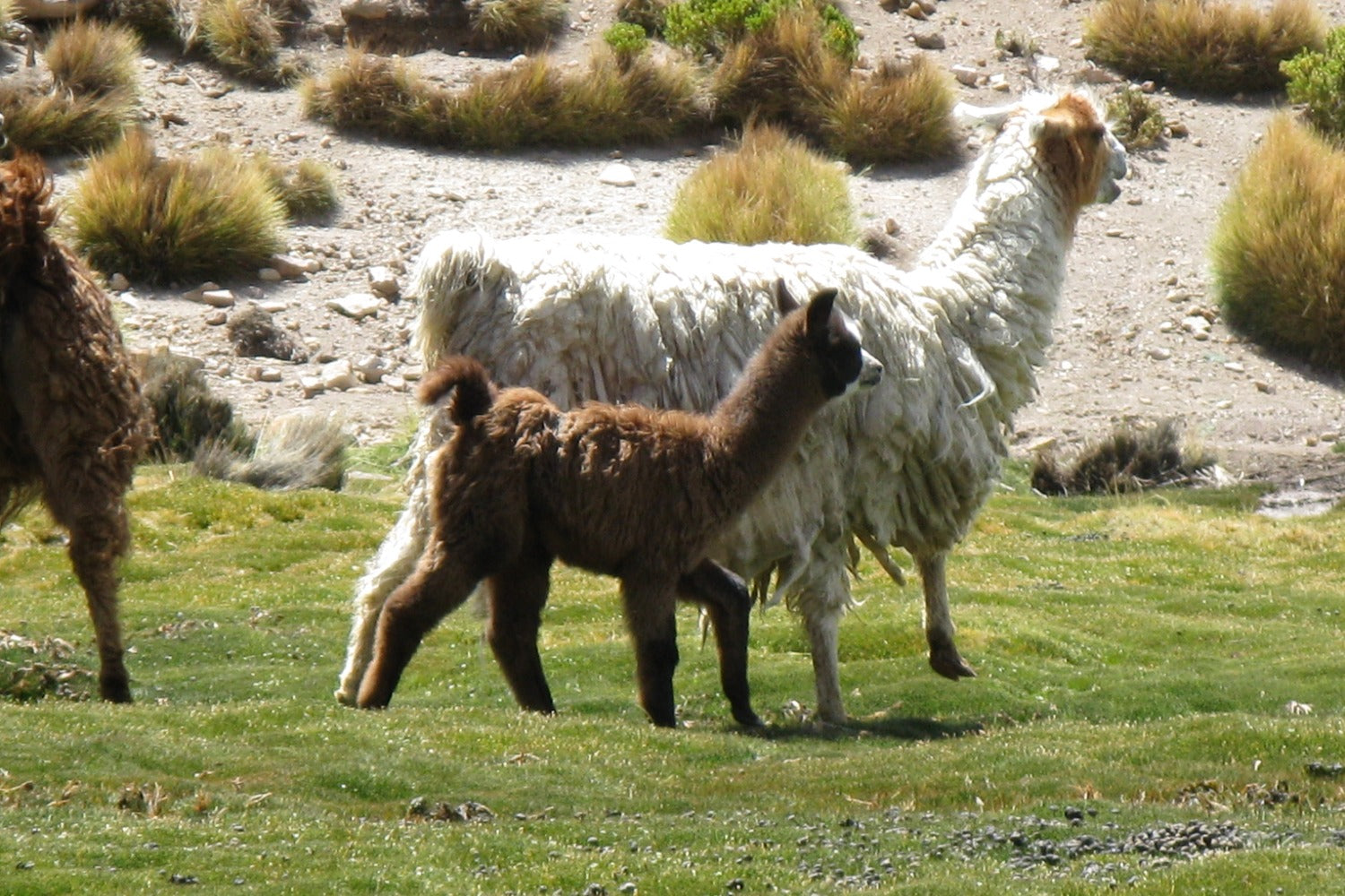 Two llamas, one adult and one baby, standing on a grassy field with a rocky background.