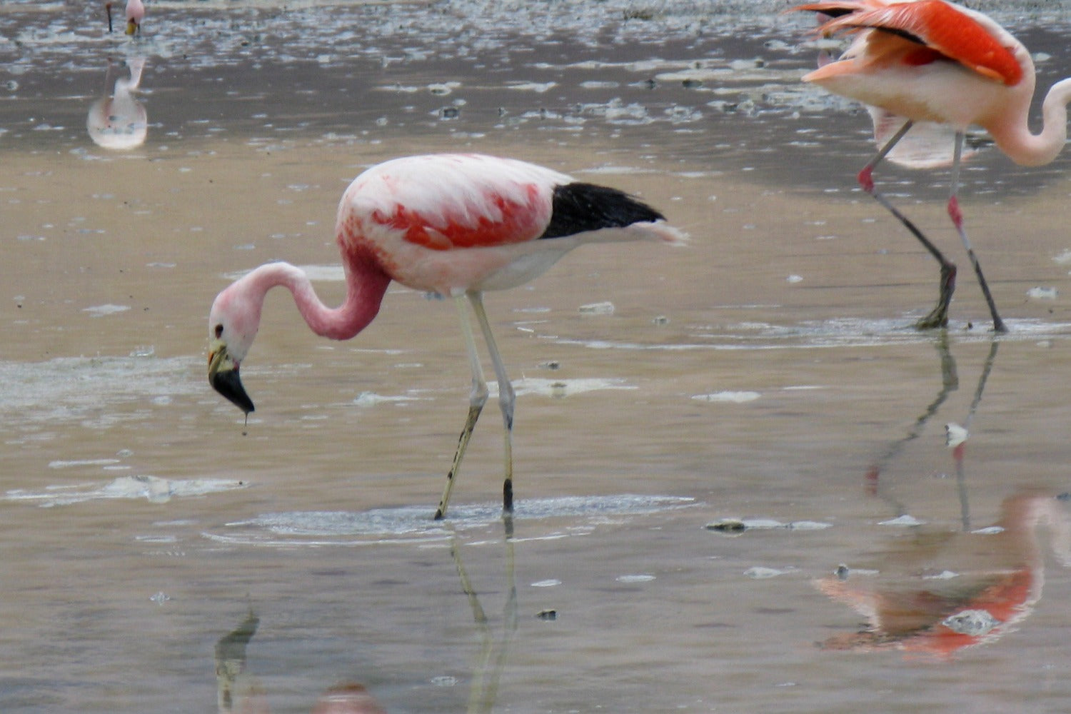 Pink flamingo wading in shallow water with reflections.