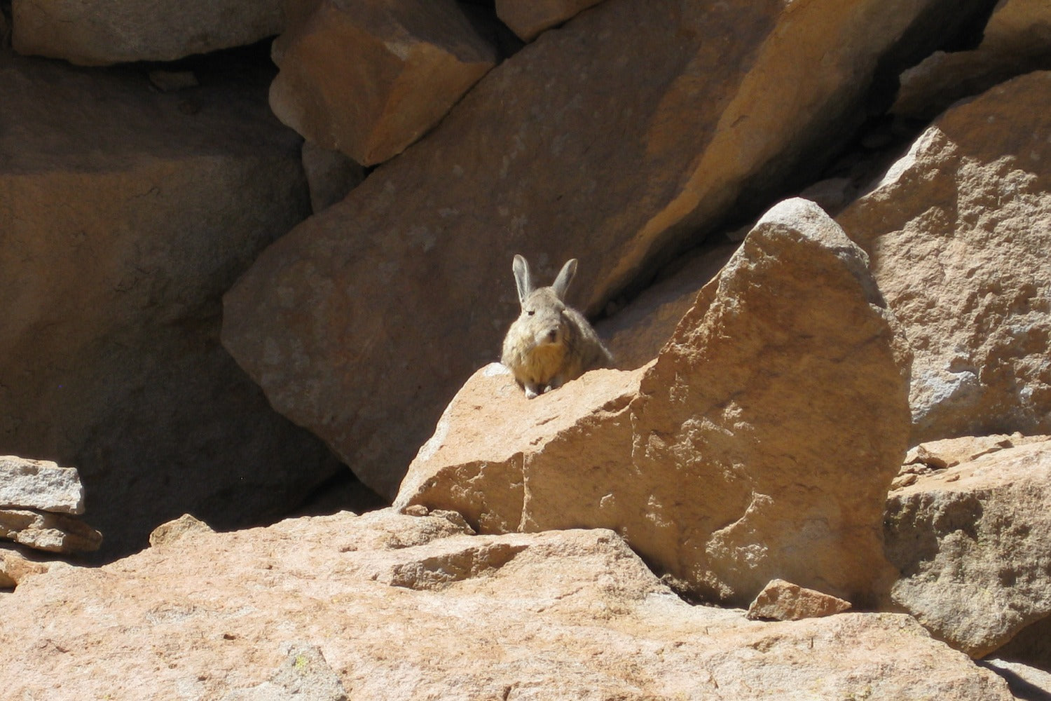 Small animal on a rock in a rocky landscape.