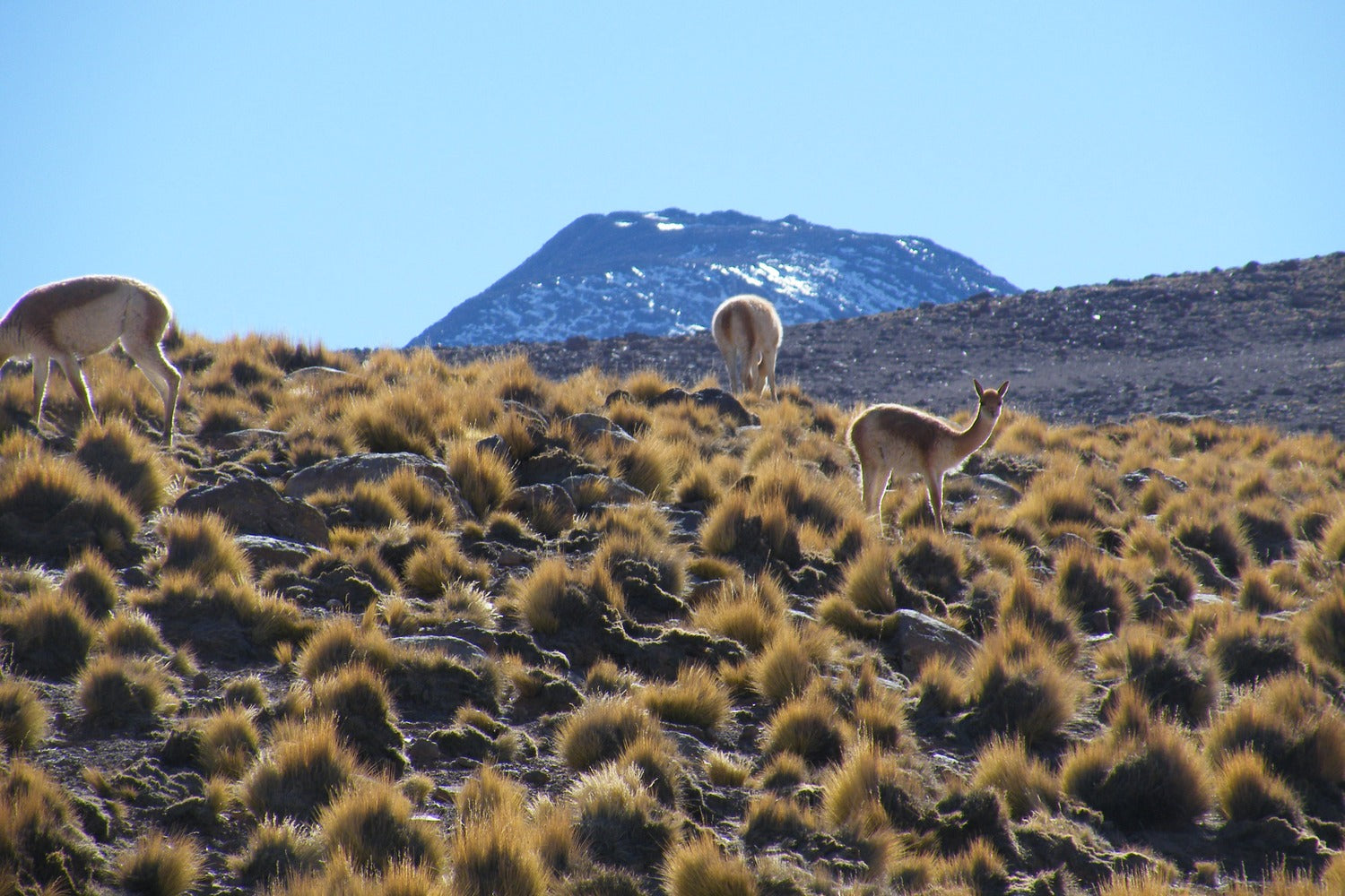 Three vicunas in a desert landscape with a mountain in the background.