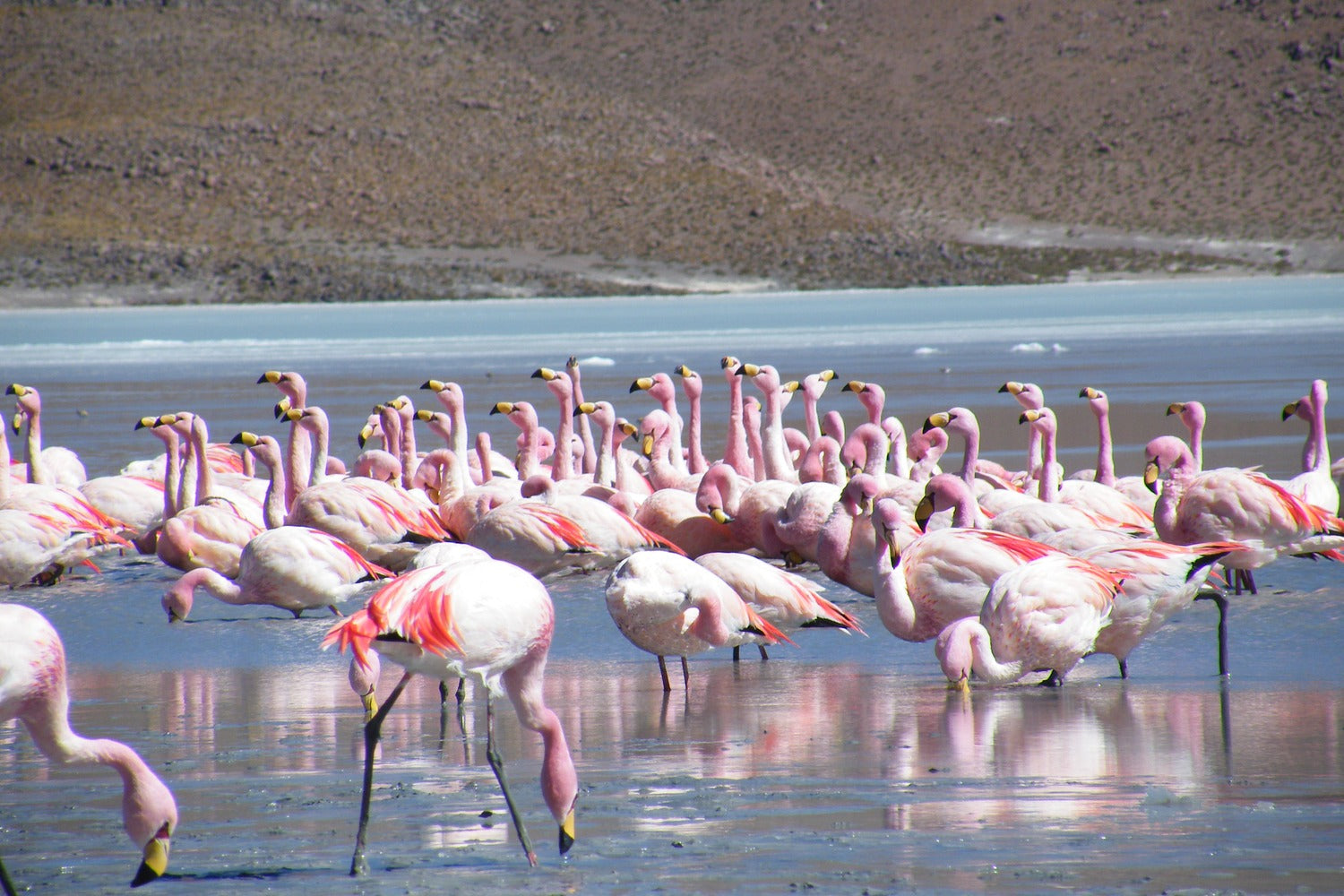 Group of flamingos in a body of water with a desert landscape in the background.