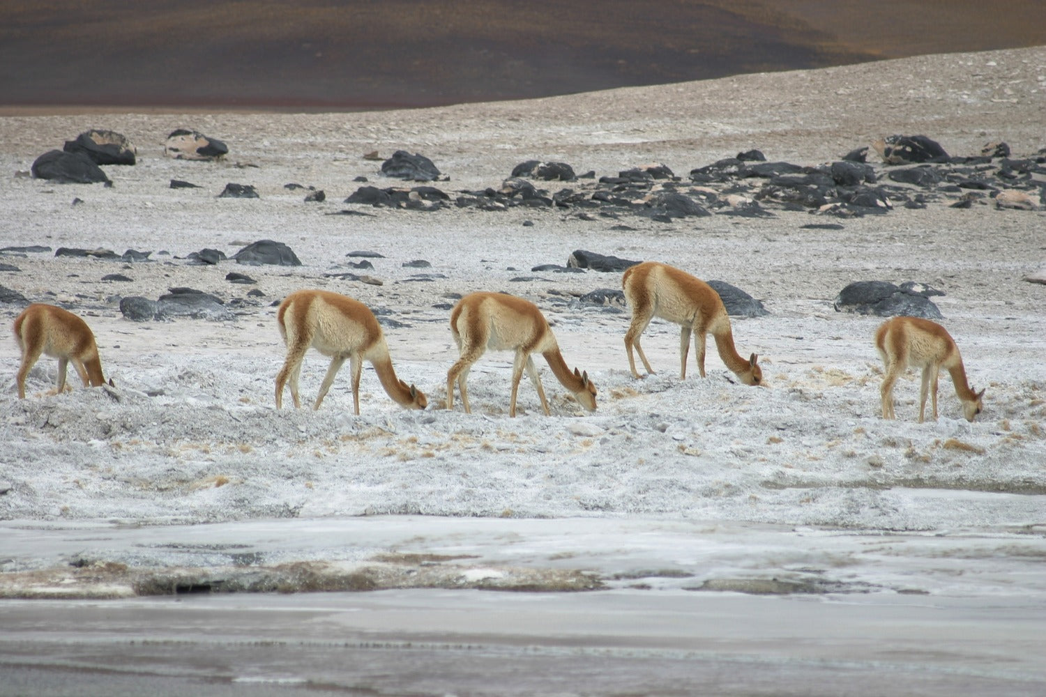 Group of vicunas grazing on a rocky, barren landscape.
