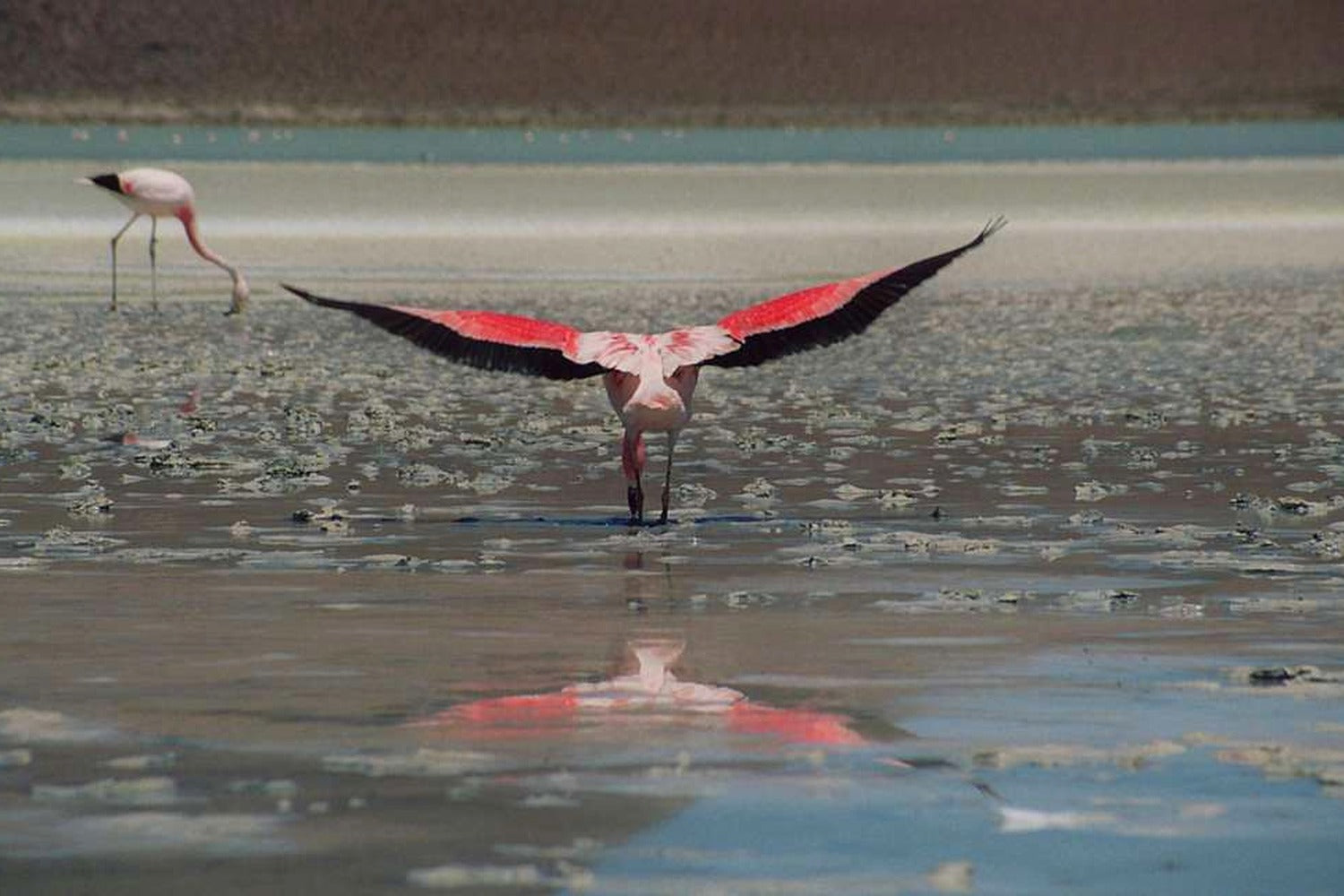 Flamingo with outstretched wings in a shallow water body at the South Lipez