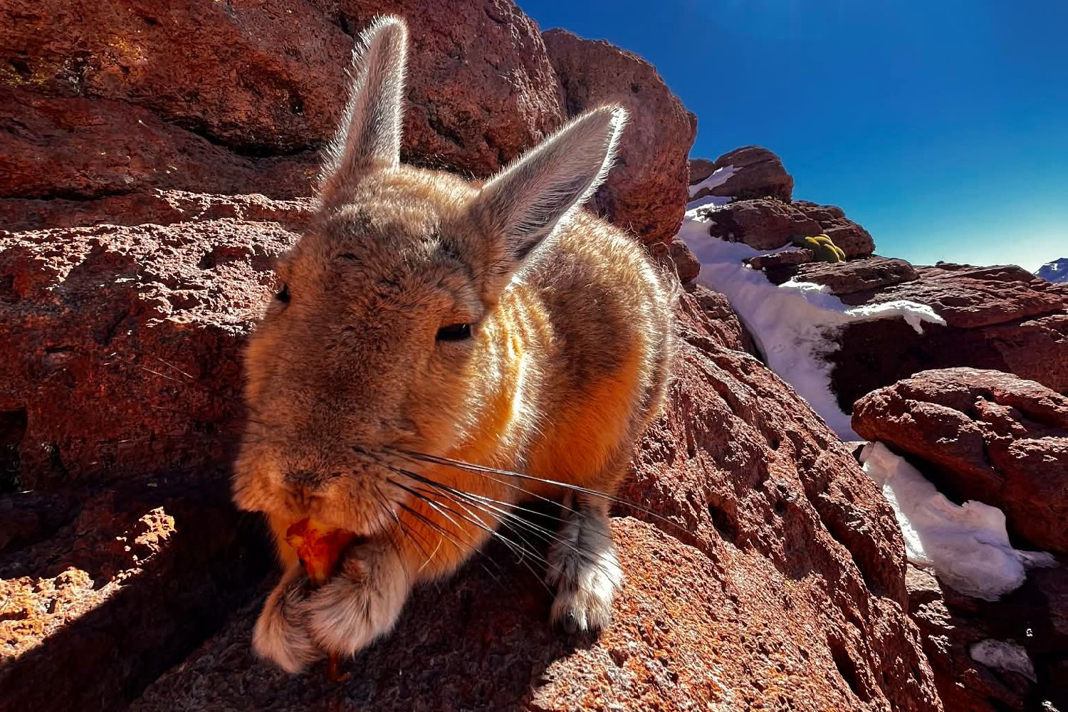 Andean viscacha perched among high-altitude rock formations