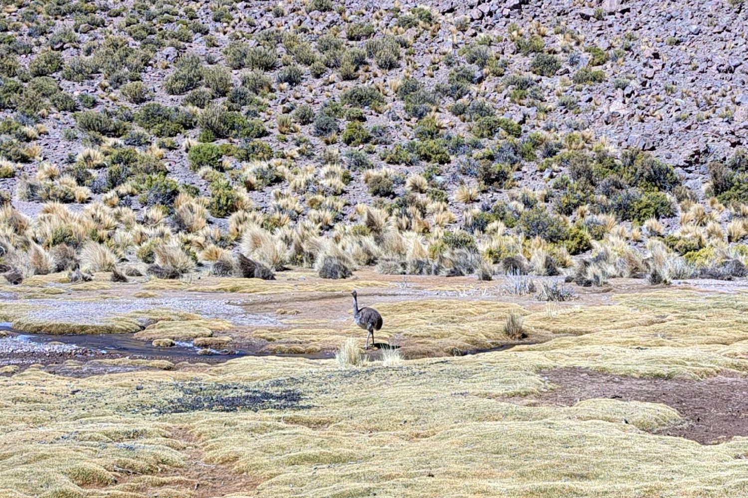 Andean rhea roaming the wetlands of the Bolivian Altiplano, an emblematic high mountain species adapted to the extreme ecosystems of the Andes.
