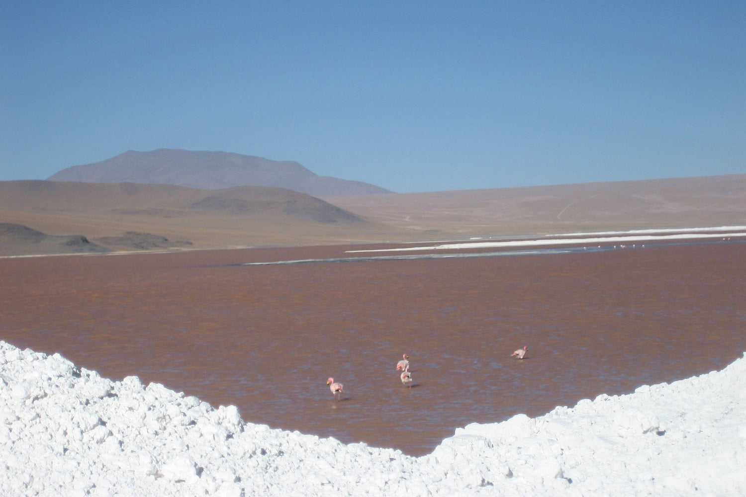 Pink flamingos in a salt lake with a mountainous landscape in the background.
