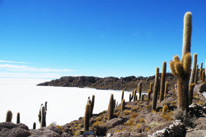 Cactus plants on a rocky Incahuasi island with a clear blue sky at Uyuni salt flat, Bolivia