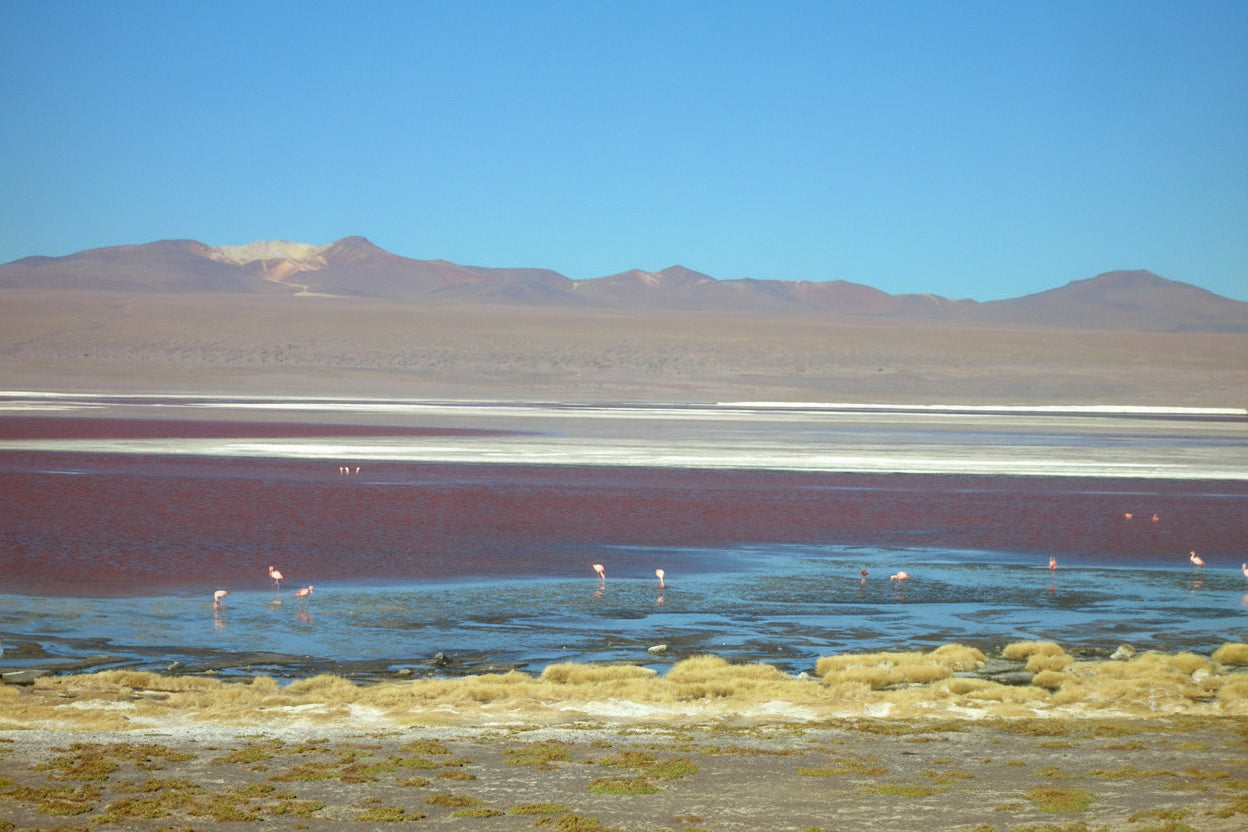 Scenic view of a salt lake with flamingos and mountains in the background