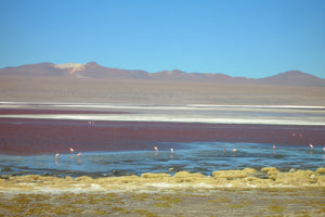 Scenic view of a salt lake with flamingos and mountains in the background