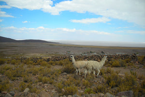 Two llamas on the Tunupa side above the Uyuni Salt Flat with the salar in the background