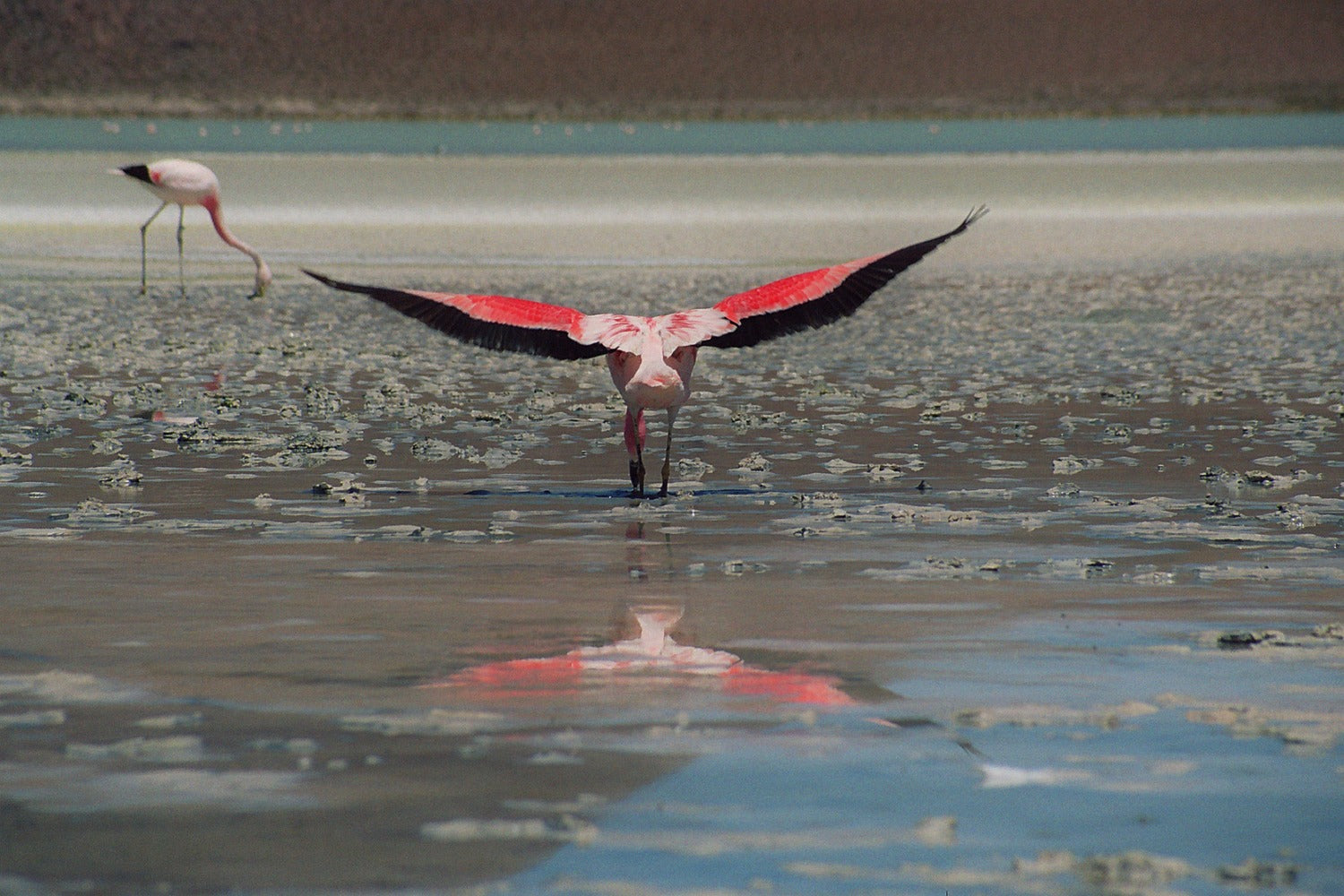 Flamingo with outstretched wings in a shallow water body.