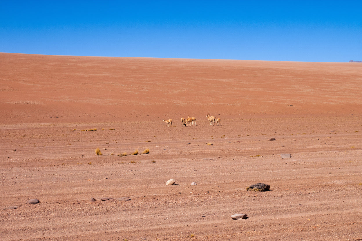 BOLUYUSL3 | Salar de Uyuni y Lipez Sur 3 días 2 noches