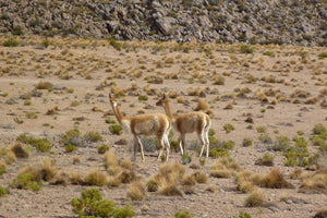 Two vicunas standing in a desert landscape with rocky hills in the background at South Lipez.