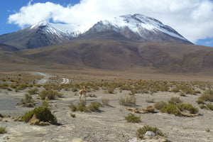 Llama standing in a desert landscape with snow-capped mountains in the background at South Lipez