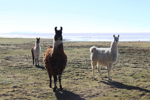 Three llamas standing in a grassy field with a clear sky, with Uyuni salt flat in the background, Bolivia